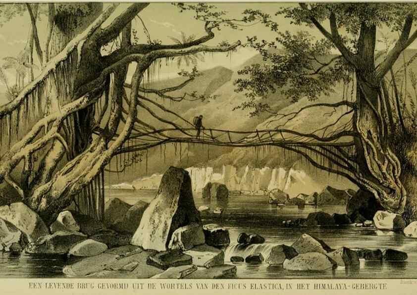 Reproducción/Reproduction 6992831780: Tuinbouw-flora van Nederland en zijne overzeesche bezittingen.. Leyden,A. W. Sythoff,1854-1856.