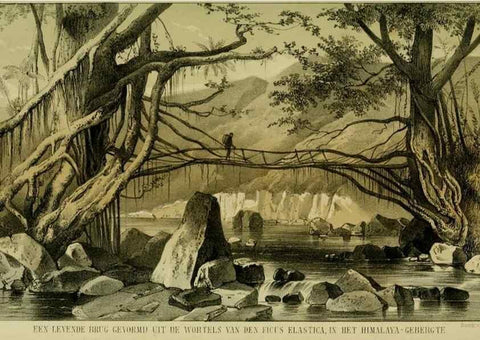 Reproducción/Reproduction 6992831780: Tuinbouw-flora van Nederland en zijne overzeesche bezittingen.. Leyden,A. W. Sythoff,1854-1856.