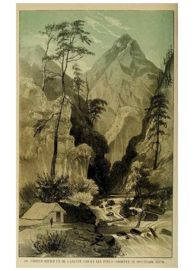 Reproducción/Reproduction 7138915961: Tuinbouw-flora van Nederland en zijne overzeesche bezittingen.. Leyden,A. W. Sythoff,1854-1856.