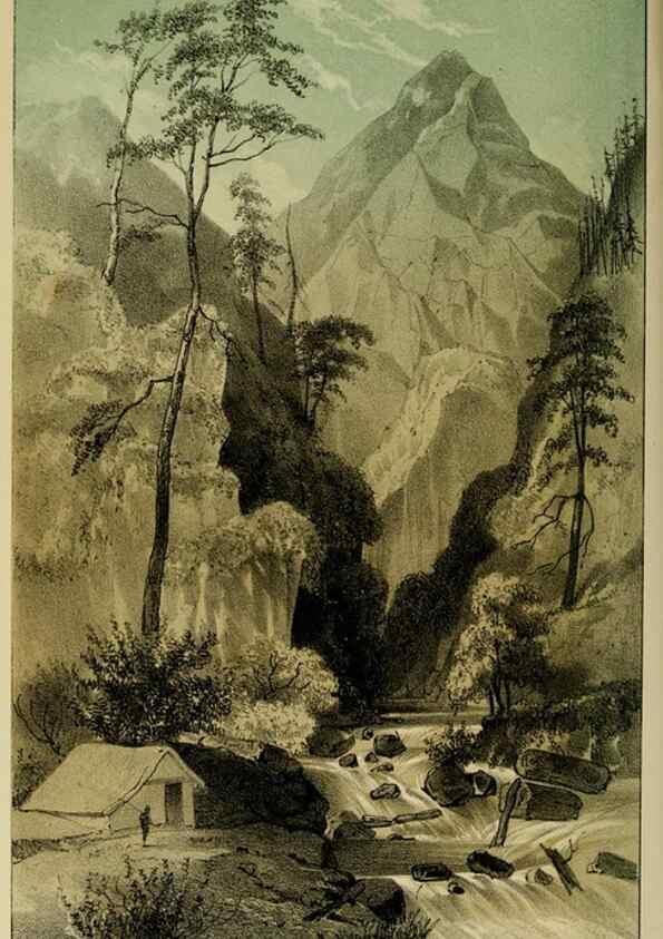 Reproducción/Reproduction 7138915961: Tuinbouw-flora van Nederland en zijne overzeesche bezittingen.. Leyden,A. W. Sythoff,1854-1856.