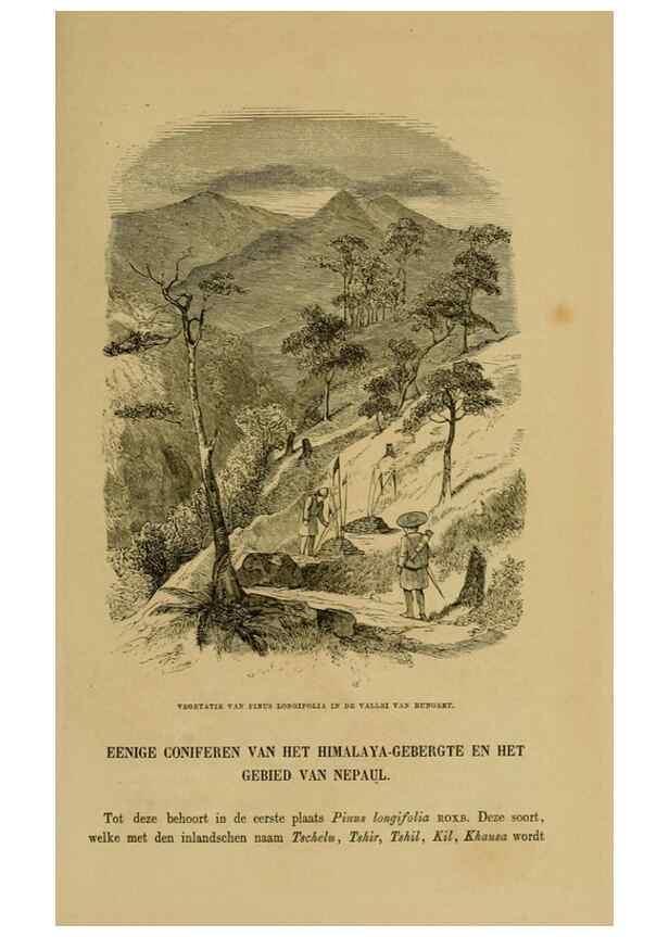 Reproducción/Reproduction 7138917311: Tuinbouw-flora van Nederland en zijne overzeesche bezittingen.. Leyden,A. W. Sythoff,1854-1856.