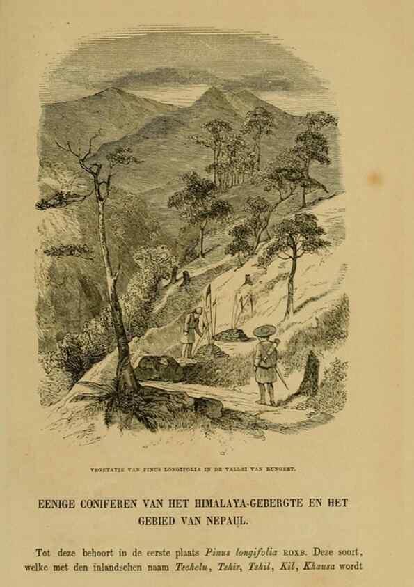 Reproducción/Reproduction 7138917311: Tuinbouw-flora van Nederland en zijne overzeesche bezittingen.. Leyden,A. W. Sythoff,1854-1856.
