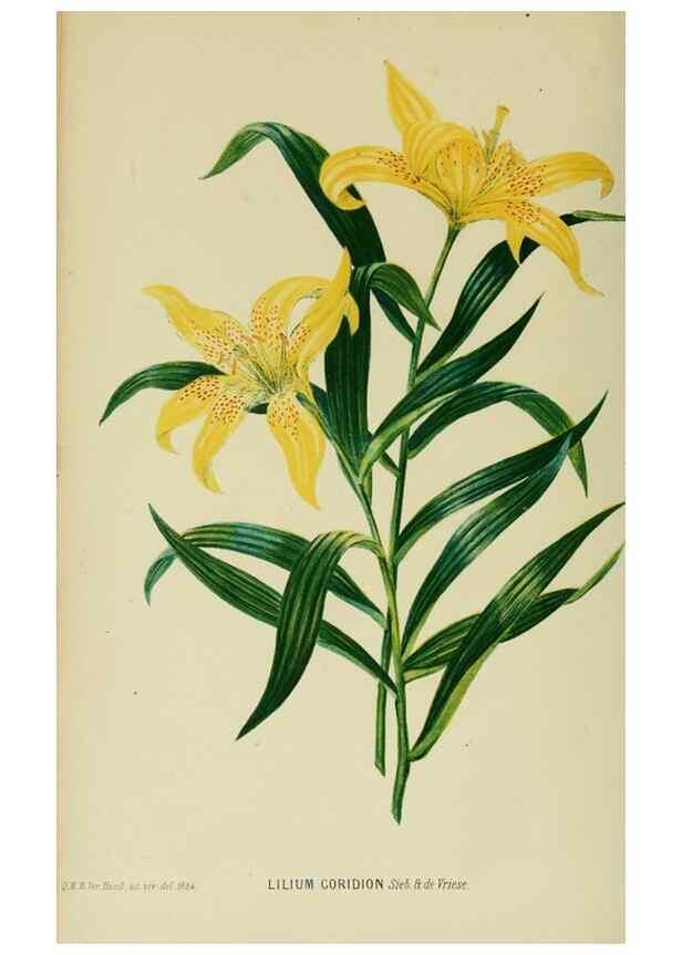 Reproducción/Reproduction 6992835272: Tuinbouw-flora van Nederland en zijne overzeesche bezittingen.. Leyden,A. W. Sythoff,1854-1856.