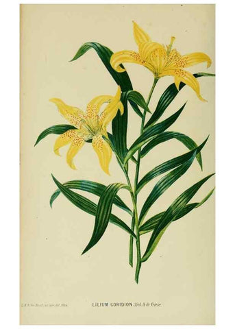 Reproducción/Reproduction 6992835272: Tuinbouw-flora van Nederland en zijne overzeesche bezittingen.. Leyden,A. W. Sythoff,1854-1856.