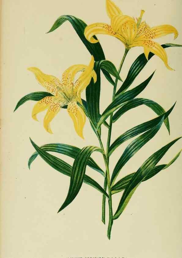Reproducción/Reproduction 6992835272: Tuinbouw-flora van Nederland en zijne overzeesche bezittingen.. Leyden,A. W. Sythoff,1854-1856.