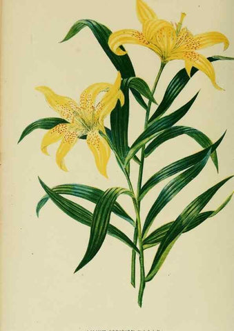 Reproducción/Reproduction 6992835272: Tuinbouw-flora van Nederland en zijne overzeesche bezittingen.. Leyden,A. W. Sythoff,1854-1856.