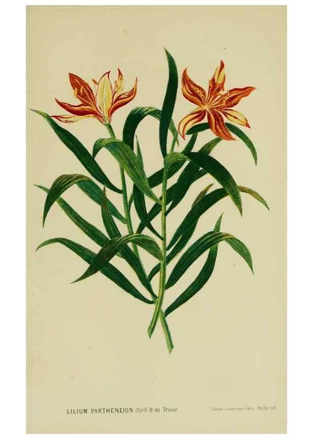 Reproducción/Reproduction 6992835940: Tuinbouw-flora van Nederland en zijne overzeesche bezittingen.. Leyden,A. W. Sythoff,1854-1856.
