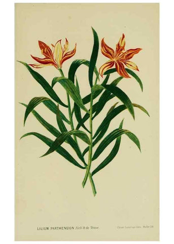 Reproducción/Reproduction 6992835940: Tuinbouw-flora van Nederland en zijne overzeesche bezittingen.. Leyden,A. W. Sythoff,1854-1856.