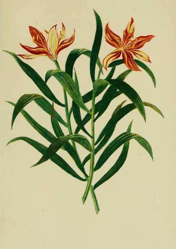 Reproducción/Reproduction 6992835940: Tuinbouw-flora van Nederland en zijne overzeesche bezittingen.. Leyden,A. W. Sythoff,1854-1856.