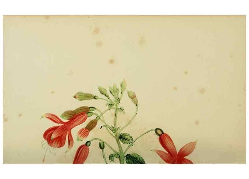 Reproducción/Reproduction 7138919813: Tuinbouw-flora van Nederland en zijne overzeesche bezittingen.. Leyden,A. W. Sythoff,1854-1856.