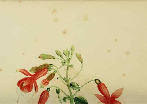 Reproducción/Reproduction 7138919813: Tuinbouw-flora van Nederland en zijne overzeesche bezittingen.. Leyden,A. W. Sythoff,1854-1856.
