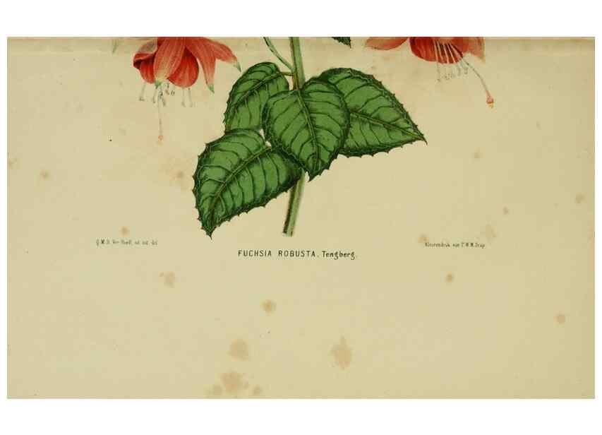 Reproducción/Reproduction 7138920633: Tuinbouw-flora van Nederland en zijne overzeesche bezittingen.. Leyden,A. W. Sythoff,1854-1856.