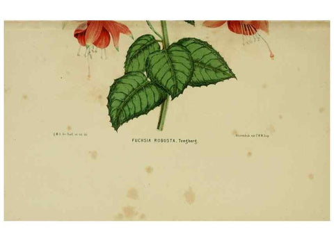Reproducción/Reproduction 7138920633: Tuinbouw-flora van Nederland en zijne overzeesche bezittingen.. Leyden,A. W. Sythoff,1854-1856.