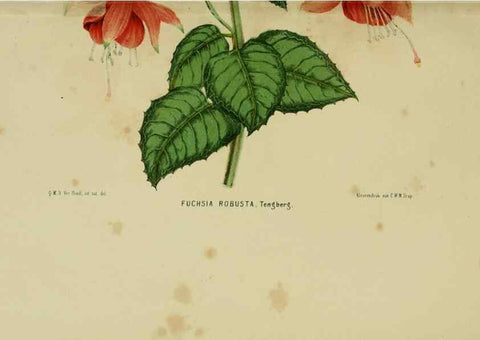 Reproducción/Reproduction 7138920633: Tuinbouw-flora van Nederland en zijne overzeesche bezittingen.. Leyden,A. W. Sythoff,1854-1856.