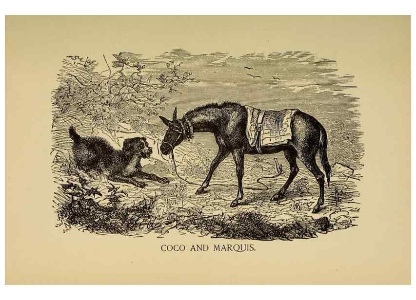 Reproducción/Reproduction 7139113023: The history of my friends; . Chicago,A. Flanagan[c1897]