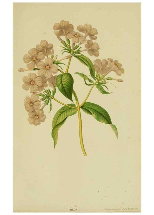 Reproducción/Reproduction 7138913181: Tuinbouw-flora van Nederland en zijne overzeesche bezittingen.. Leyden,A. W. Sythoff,1854-1856.