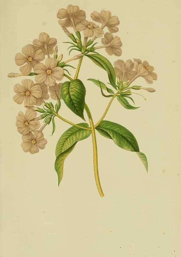 Reproducción/Reproduction 7138913181: Tuinbouw-flora van Nederland en zijne overzeesche bezittingen.. Leyden,A. W. Sythoff,1854-1856.