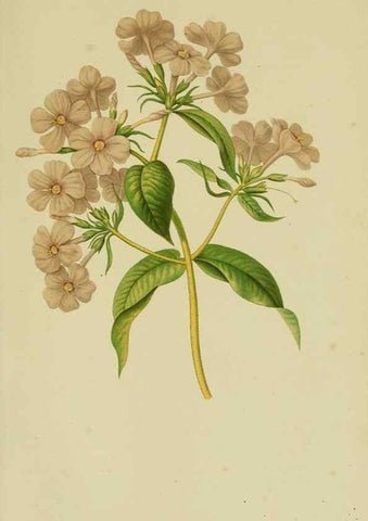 Reproducción/Reproduction 7138913181: Tuinbouw-flora van Nederland en zijne overzeesche bezittingen.. Leyden,A. W. Sythoff,1854-1856.