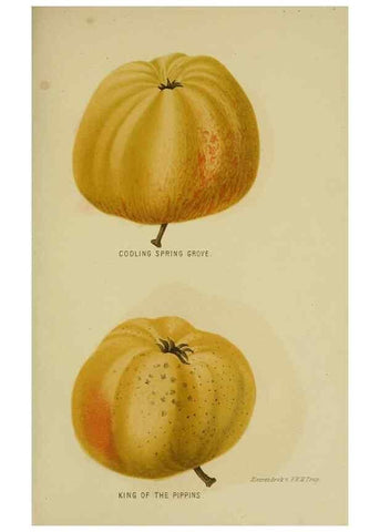 Reproducción/Reproduction 7138912481: Tuinbouw-flora van Nederland en zijne overzeesche bezittingen.. Leyden,A. W. Sythoff,1854-1856.