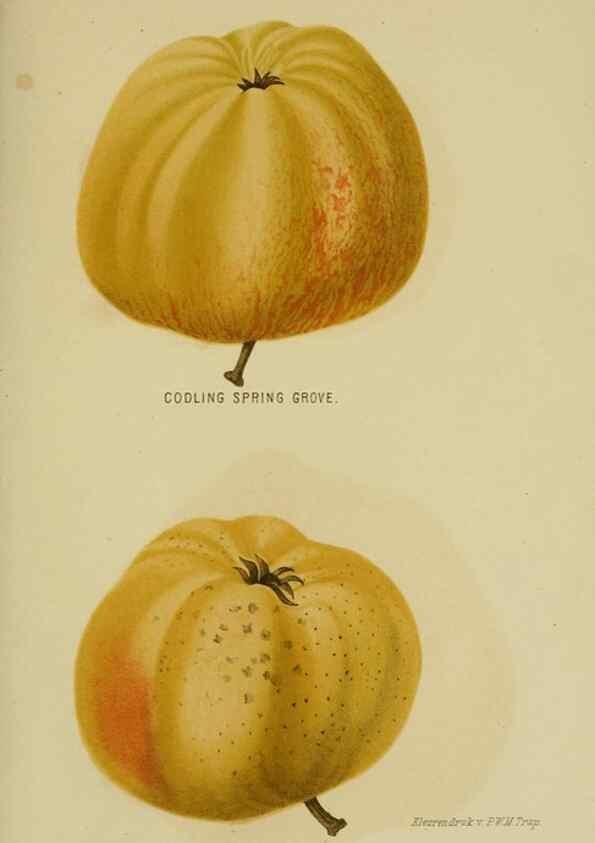 Reproducción/Reproduction 7138912481: Tuinbouw-flora van Nederland en zijne overzeesche bezittingen.. Leyden,A. W. Sythoff,1854-1856.