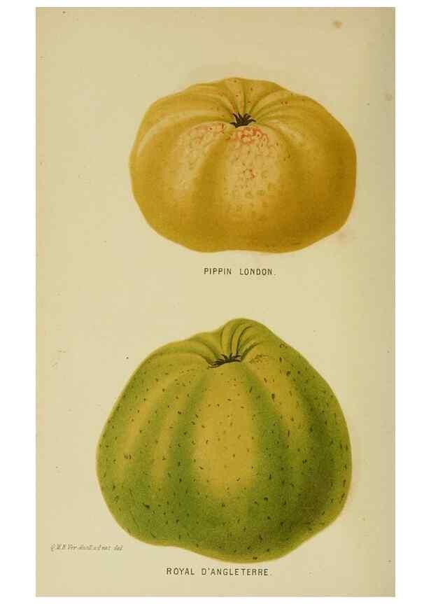 Reproducción/Reproduction 7138911713: Tuinbouw-flora van Nederland en zijne overzeesche bezittingen.. Leyden,A. W. Sythoff,1854-1856.