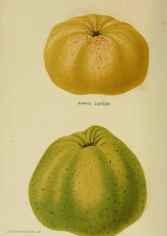 Reproducción/Reproduction 7138911713: Tuinbouw-flora van Nederland en zijne overzeesche bezittingen.. Leyden,A. W. Sythoff,1854-1856.