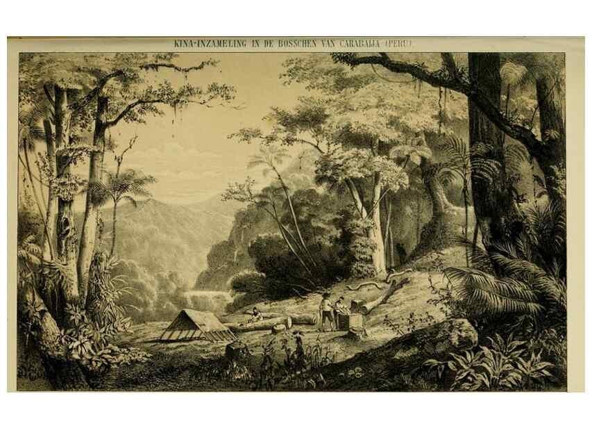 Reproducción/Reproduction 6992828042: Tuinbouw-flora van Nederland en zijne overzeesche bezittingen.. Leyden,A. W. Sythoff,1854-1856.
