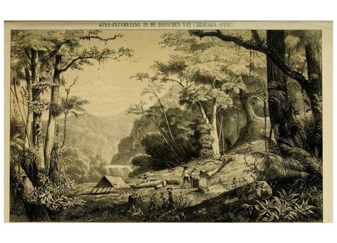 Reproducción/Reproduction 6992828042: Tuinbouw-flora van Nederland en zijne overzeesche bezittingen.. Leyden,A. W. Sythoff,1854-1856.
