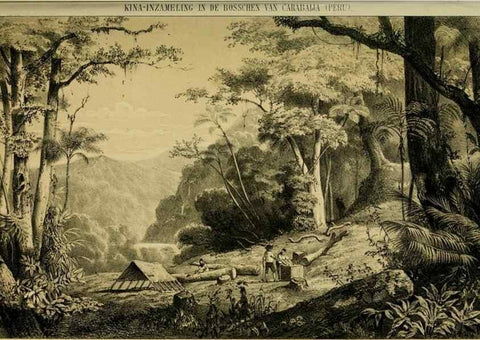 Reproducción/Reproduction 6992828042: Tuinbouw-flora van Nederland en zijne overzeesche bezittingen.. Leyden,A. W. Sythoff,1854-1856.