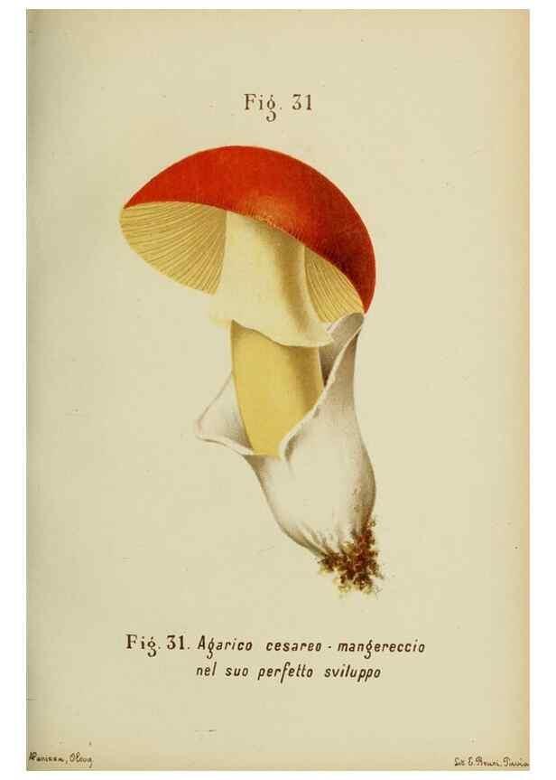 Reproducción/Reproduction 7132423131: Trattatello popolare sui funghi /. Pavia :premiata tipografia fratelli Fusi,1887