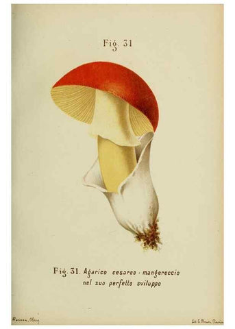 Reproducción/Reproduction 7132423131: Trattatello popolare sui funghi /. Pavia :premiata tipografia fratelli Fusi,1887