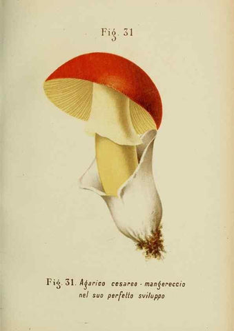 Reproducción/Reproduction 7132423131: Trattatello popolare sui funghi /. Pavia :premiata tipografia fratelli Fusi,1887