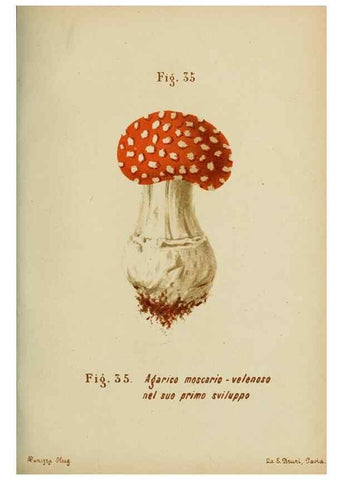Reproducción/Reproduction 6986340748: Trattatello popolare sui funghi /. Pavia :premiata tipografia fratelli Fusi,1887