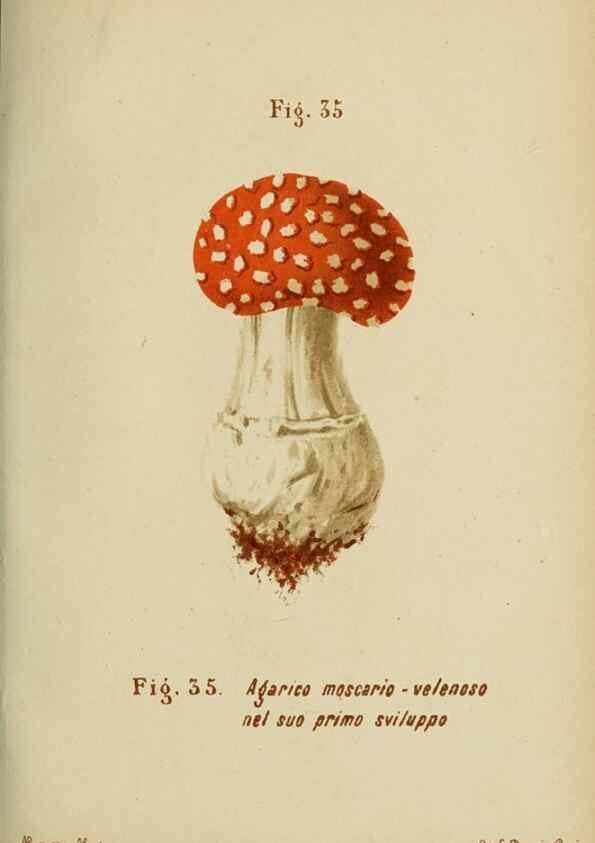 Reproducción/Reproduction 6986340748: Trattatello popolare sui funghi /. Pavia :premiata tipografia fratelli Fusi,1887