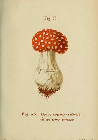 Reproducción/Reproduction 6986340748: Trattatello popolare sui funghi /. Pavia :premiata tipografia fratelli Fusi,1887