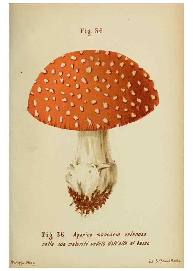 Reproducción/Reproduction 6986341716: Trattatello popolare sui funghi /. Pavia :premiata tipografia fratelli Fusi,1887