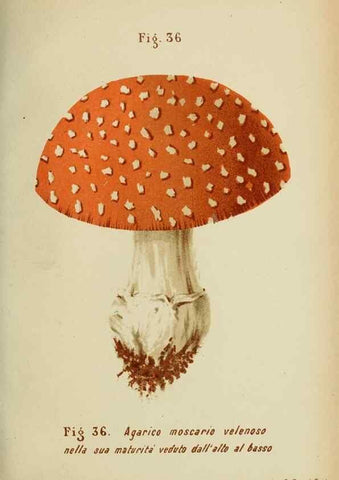 Reproducción/Reproduction 6986341716: Trattatello popolare sui funghi /. Pavia :premiata tipografia fratelli Fusi,1887
