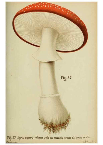 Reproducción/Reproduction 6986342588: Trattatello popolare sui funghi /. Pavia :premiata tipografia fratelli Fusi,1887