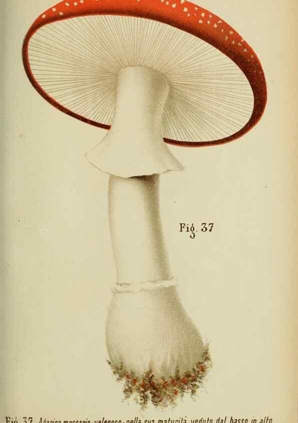 Reproducción/Reproduction 6986342588: Trattatello popolare sui funghi /. Pavia :premiata tipografia fratelli Fusi,1887