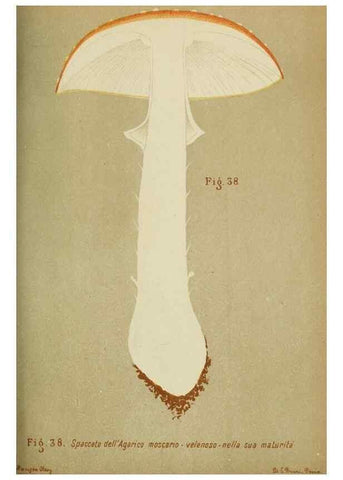 Reproducción/Reproduction 6986343324: Trattatello popolare sui funghi /. Pavia :premiata tipografia fratelli Fusi,1887
