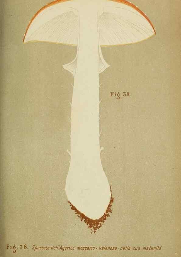 Reproducción/Reproduction 6986343324: Trattatello popolare sui funghi /. Pavia :premiata tipografia fratelli Fusi,1887