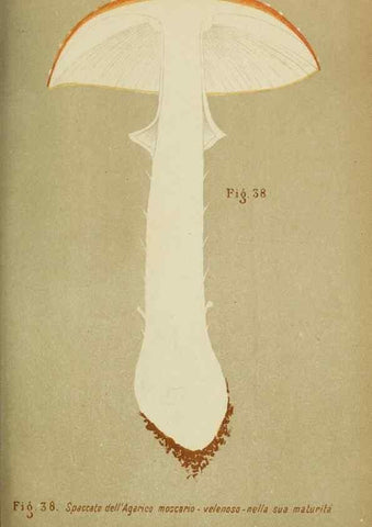 Reproducción/Reproduction 6986343324: Trattatello popolare sui funghi /. Pavia :premiata tipografia fratelli Fusi,1887