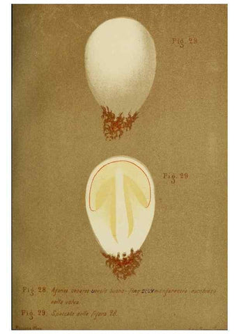 Reproducción/Reproduction 7132421455: Trattatello popolare sui funghi /. Pavia :premiata tipografia fratelli Fusi,1887