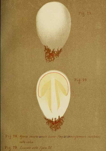 Reproducción/Reproduction 7132421455: Trattatello popolare sui funghi /. Pavia :premiata tipografia fratelli Fusi,1887
