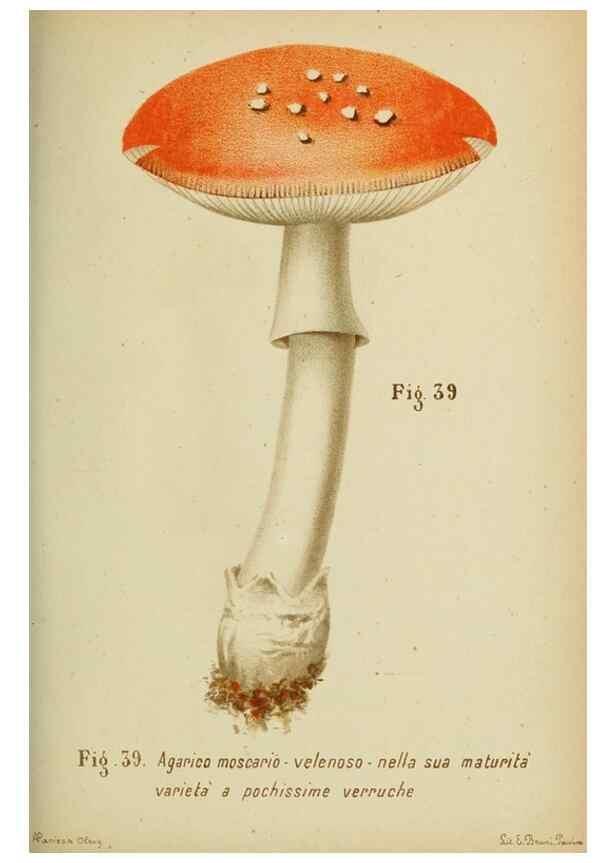 Reproducción/Reproduction 6986344240: Trattatello popolare sui funghi /. Pavia :premiata tipografia fratelli Fusi,1887