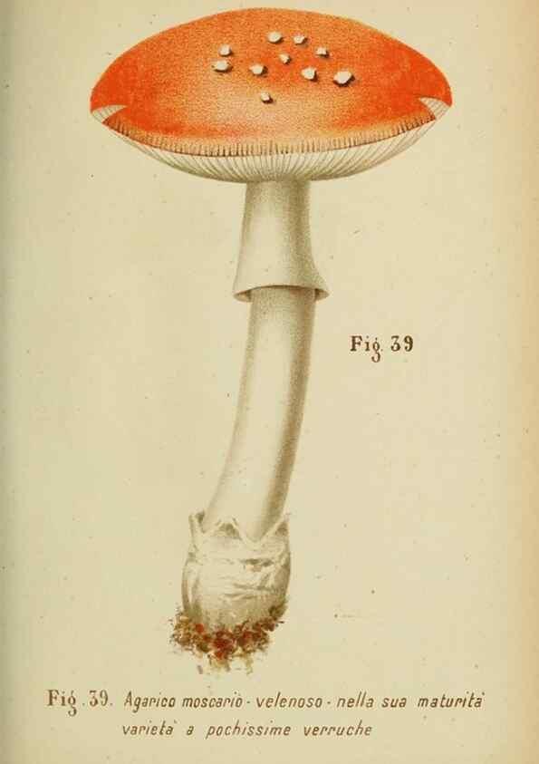 Reproducción/Reproduction 6986344240: Trattatello popolare sui funghi /. Pavia :premiata tipografia fratelli Fusi,1887