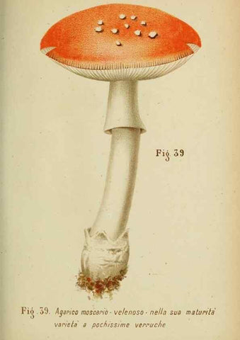 Reproducción/Reproduction 6986344240: Trattatello popolare sui funghi /. Pavia :premiata tipografia fratelli Fusi,1887