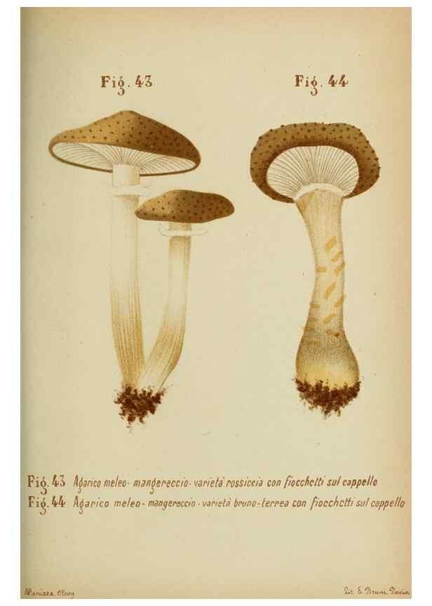 Reproducción/Reproduction 6986345602: Trattatello popolare sui funghi /. Pavia :premiata tipografia fratelli Fusi,1887