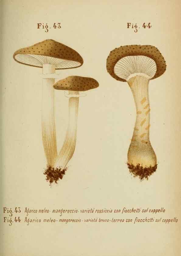 Reproducción/Reproduction 6986345602: Trattatello popolare sui funghi /. Pavia :premiata tipografia fratelli Fusi,1887