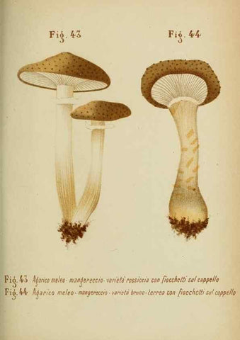 Reproducción/Reproduction 6986345602: Trattatello popolare sui funghi /. Pavia :premiata tipografia fratelli Fusi,1887